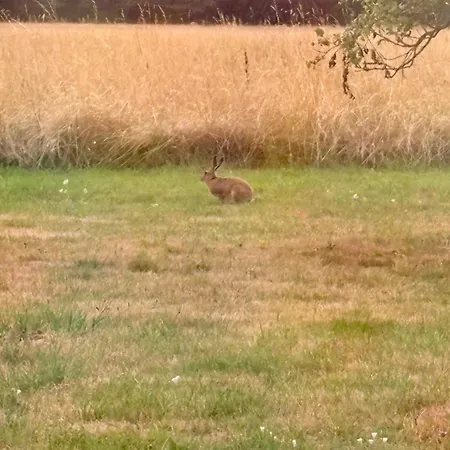 Campsite La Roulotte Circus Des Grillots